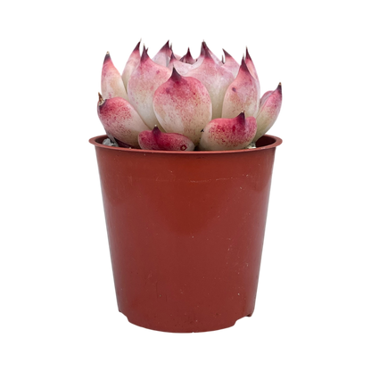 Echeveria chihuahuaensis 'Raspberry Dip'