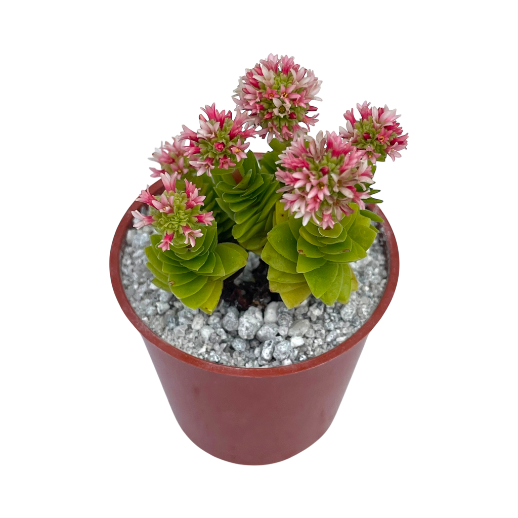 Crassula 'Estagnol'