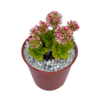 Crassula 'Estagnol'