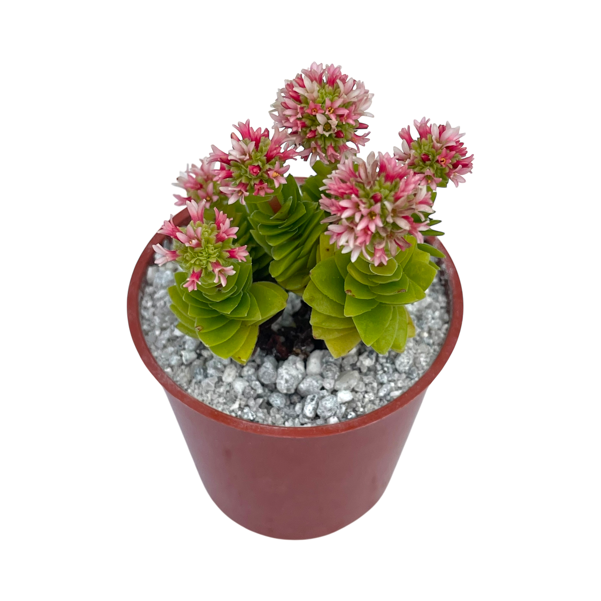 Crassula 'Estagnol'