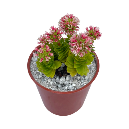 Crassula 'Estagnol'
