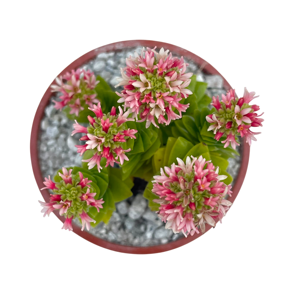 Crassula 'Estagnol'
