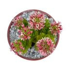 Crassula 'Estagnol'