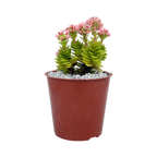 Crassula 'Estagnol'