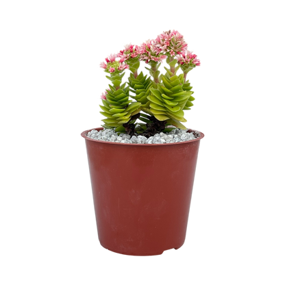 Crassula 'Estagnol'