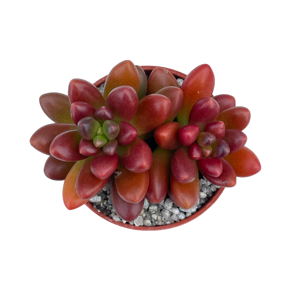 x Cremnosedum 'Crocodile'