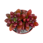 x Cremnosedum 'Crocodile'