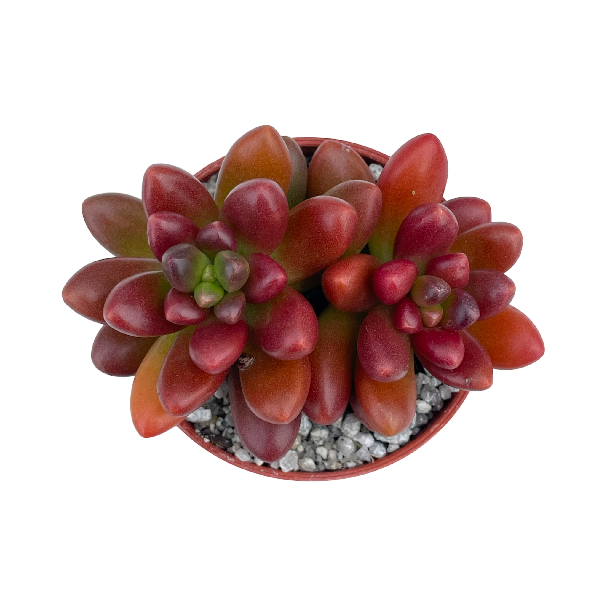 x Cremnosedum 'Crocodile'