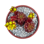 x Cremnosedum 'Little Gem'