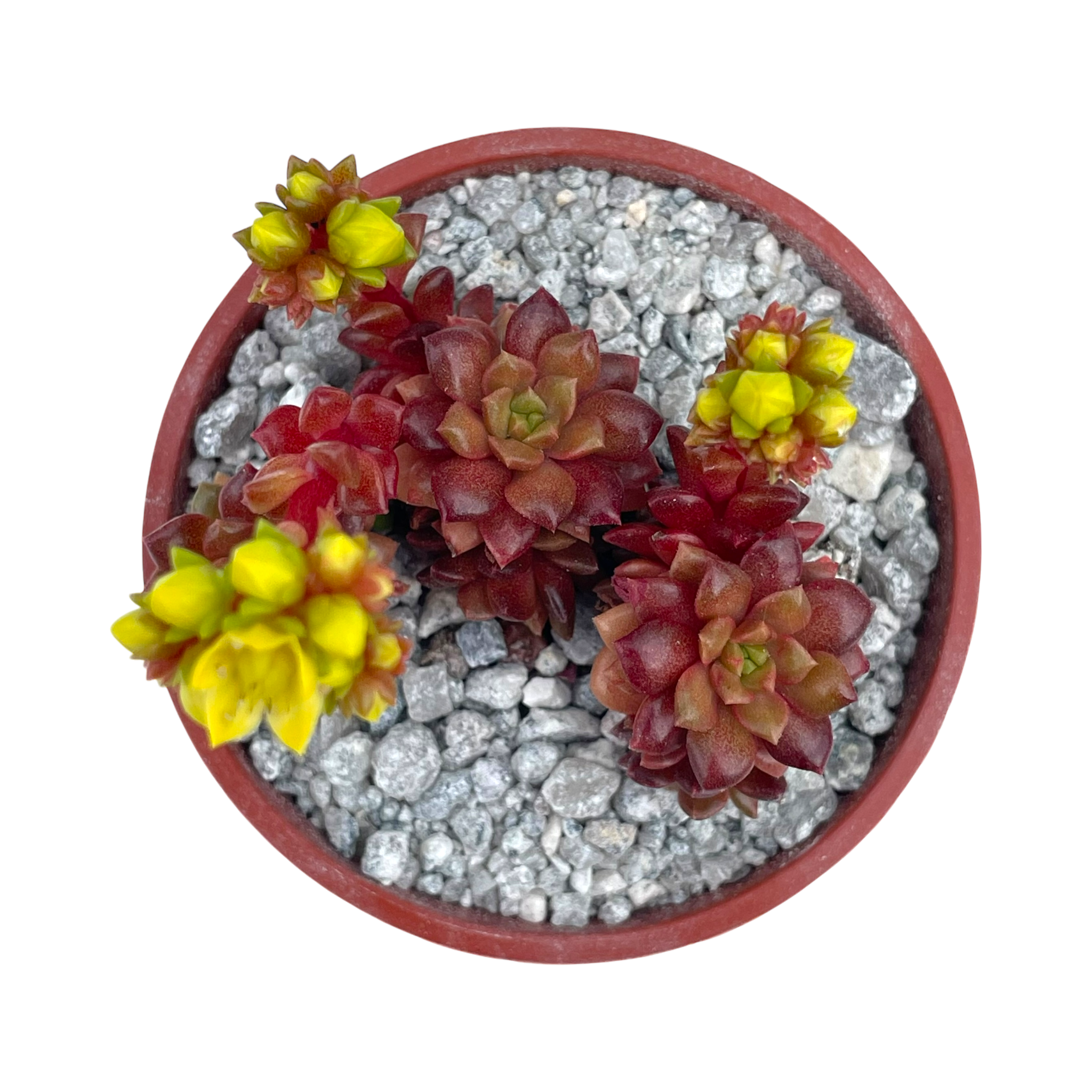 x Cremnosedum 'Little Gem'