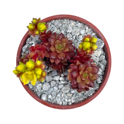 x Cremnosedum 'Little Gem'