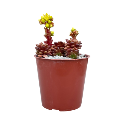 x Cremnosedum 'Little Gem'