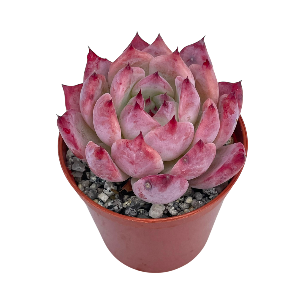 Echeveria lindsayana