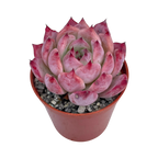 Echeveria lindsayana