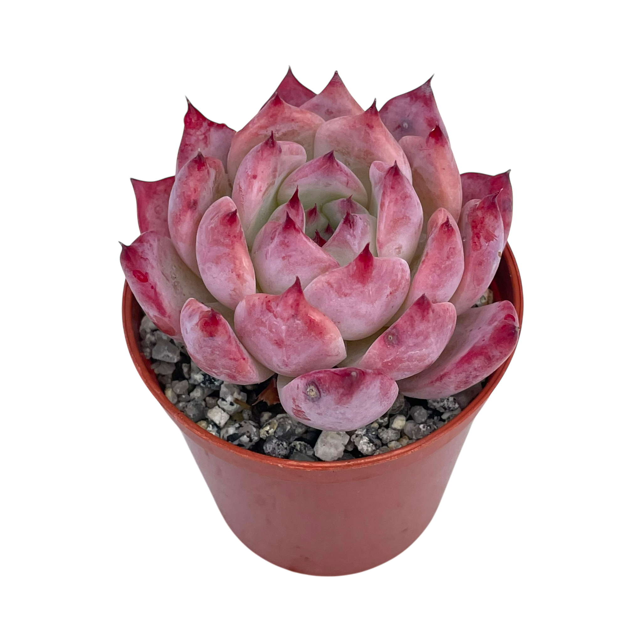 Echeveria lindsayana