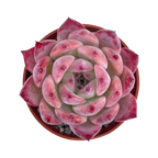 Echeveria lindsayana