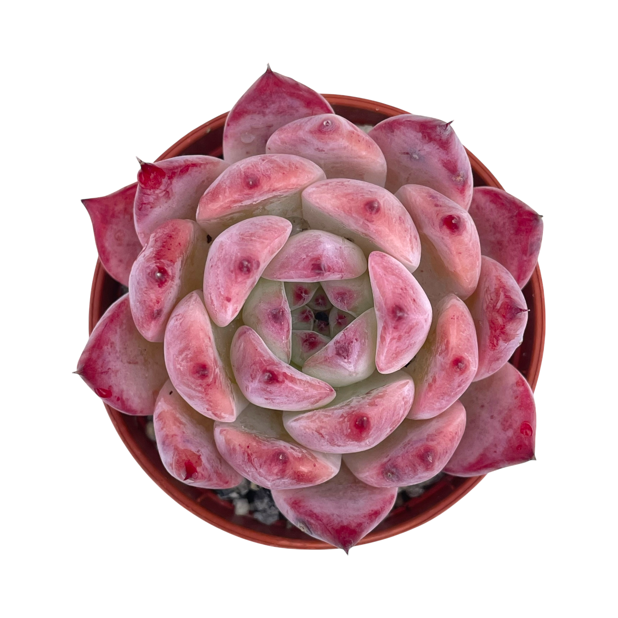 Echeveria lindsayana