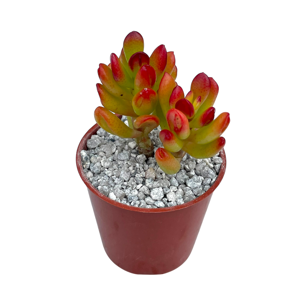 Crassula ovata 'Hobbit'