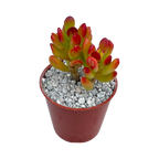 Crassula ovata 'Hobbit'