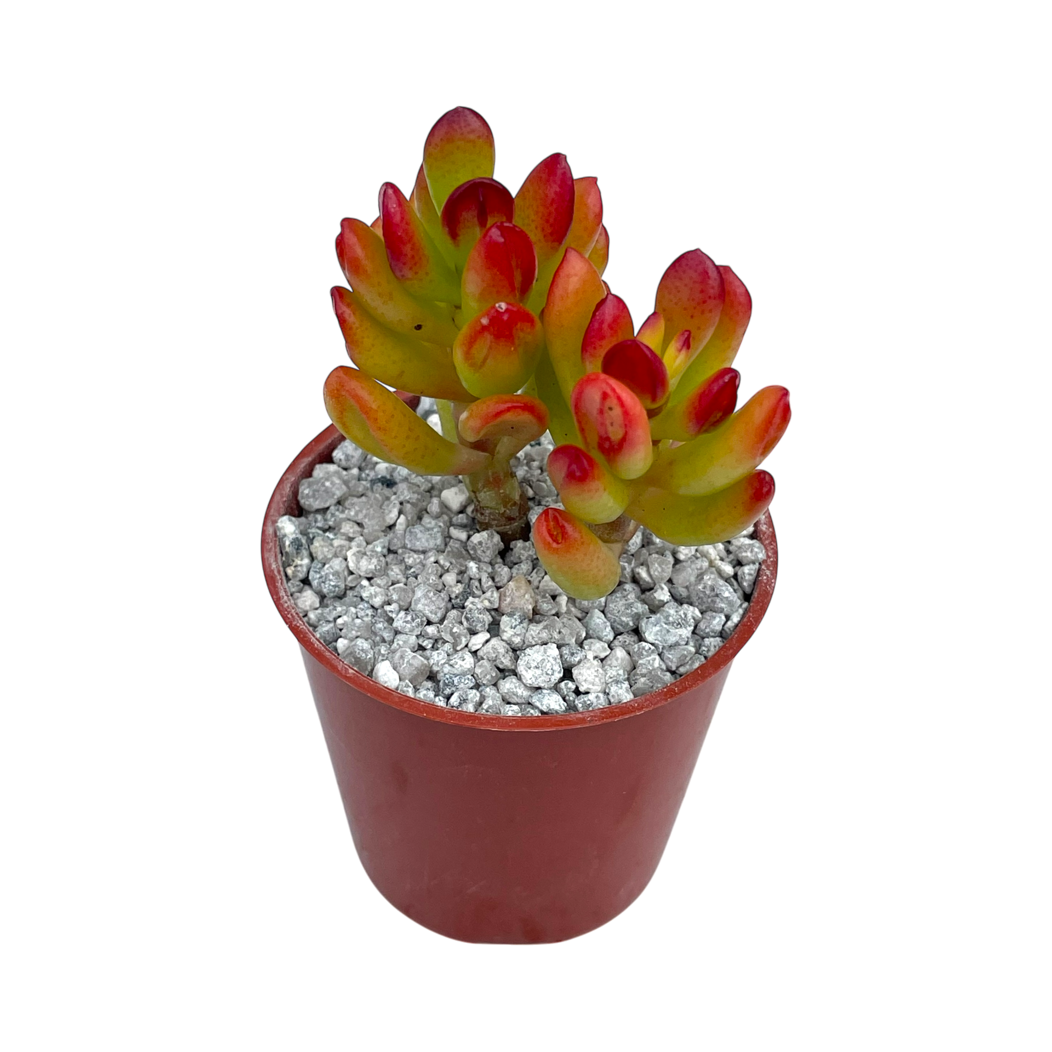 Crassula ovata 'Hobbit'