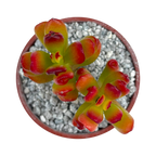 Crassula ovata 'Hobbit'