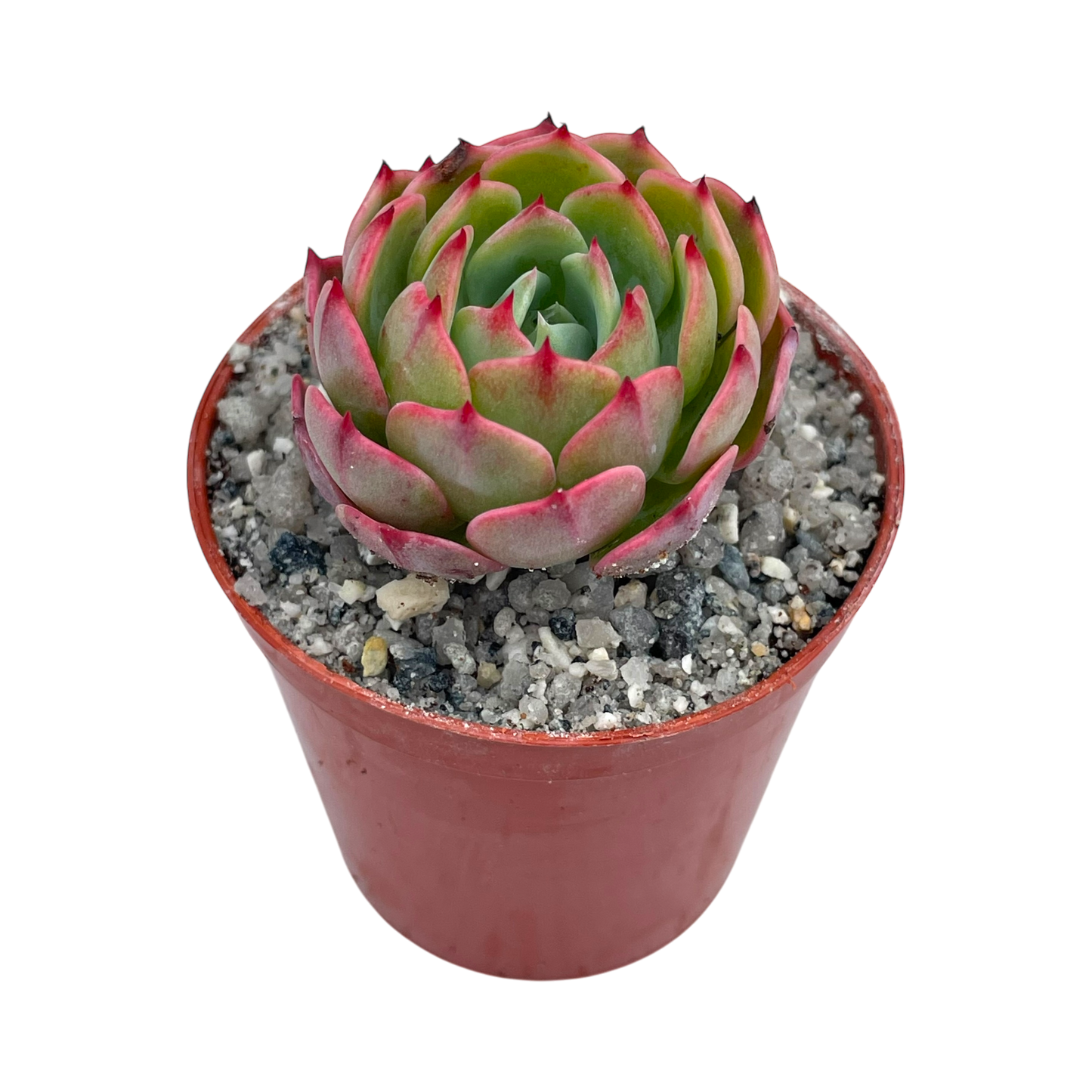Echeveria secunda ISI 2001-30