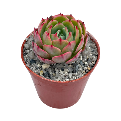 Echeveria secunda ISI 2001-30
