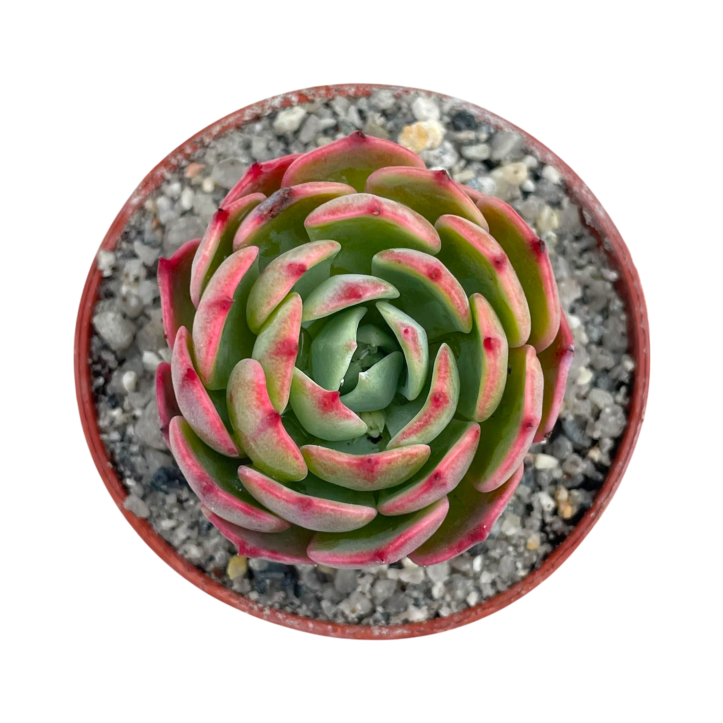 Echeveria secunda ISI 2001-30