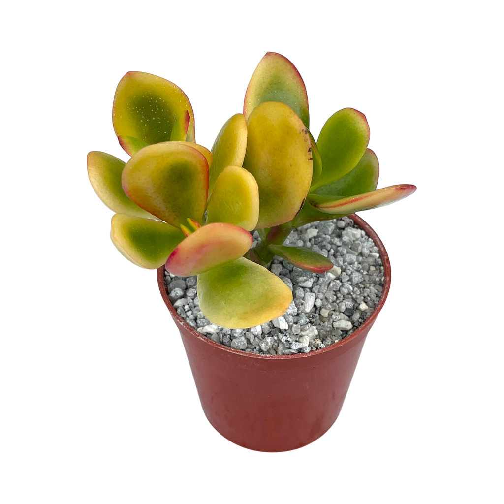 Crassula 'Hummel's Sunset'