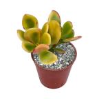 Crassula 'Hummel's Sunset'