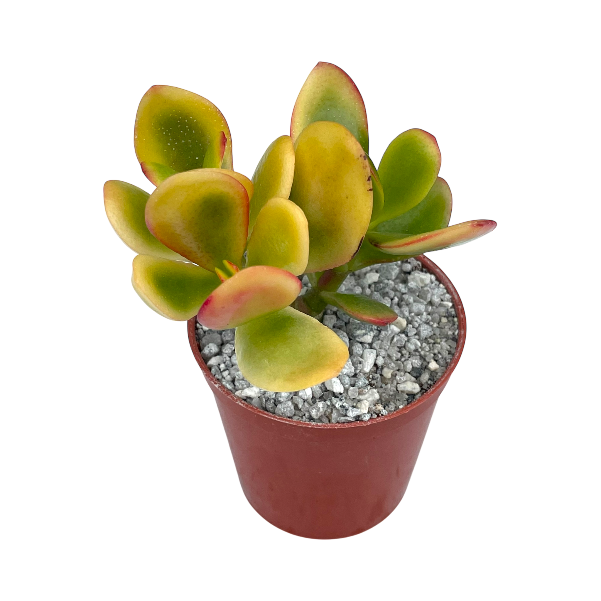 Crassula 'Hummel's Sunset'
