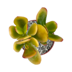 Crassula 'Hummel's Sunset'