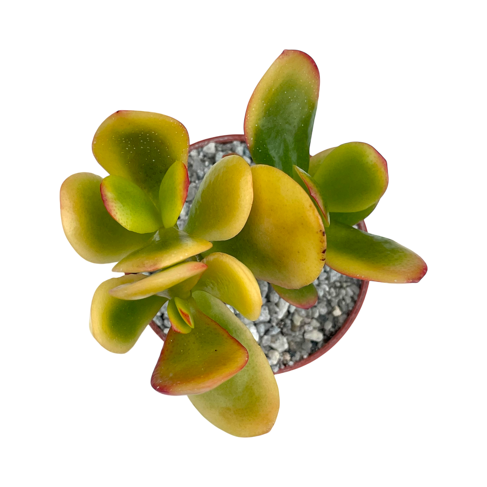 Crassula 'Hummel's Sunset'