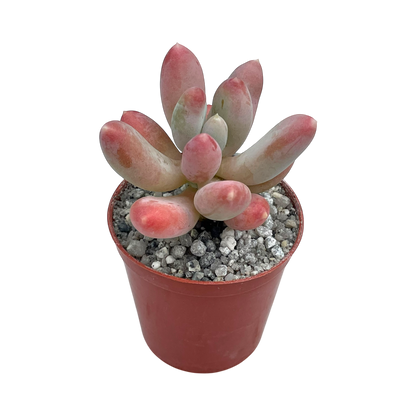 x Pachyveria 'Glossoides Glossot'