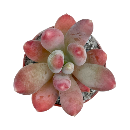 x Pachyveria 'Glossoides Glossot'