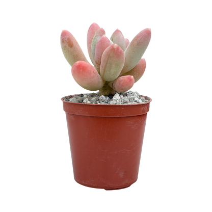 x Pachyveria 'Glossoides Glossot'