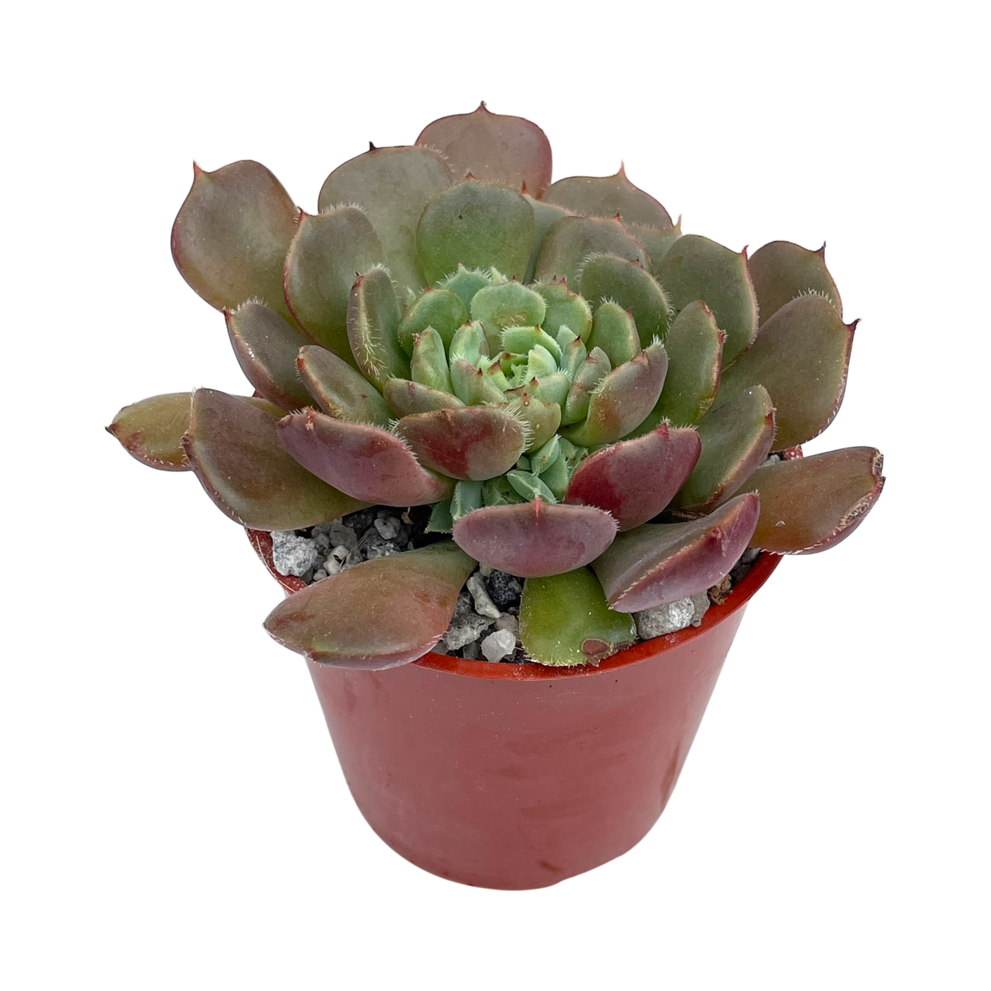 Echeveria 'Pastel Rose'