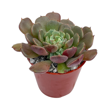 Echeveria 'Pastel Rose'