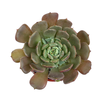 Echeveria 'Pastel Rose'