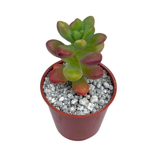 Sedum 'Sandra Mottram'
