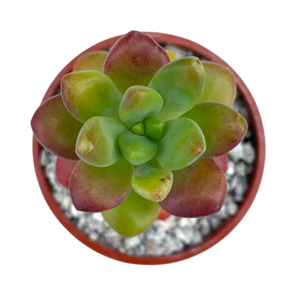 Sedum 'Sandra Mottram'