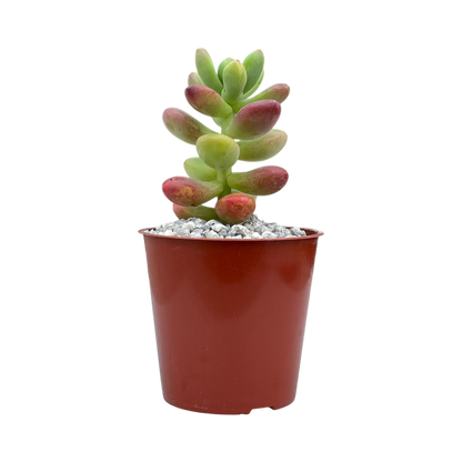 Sedum 'Sandra Mottram'
