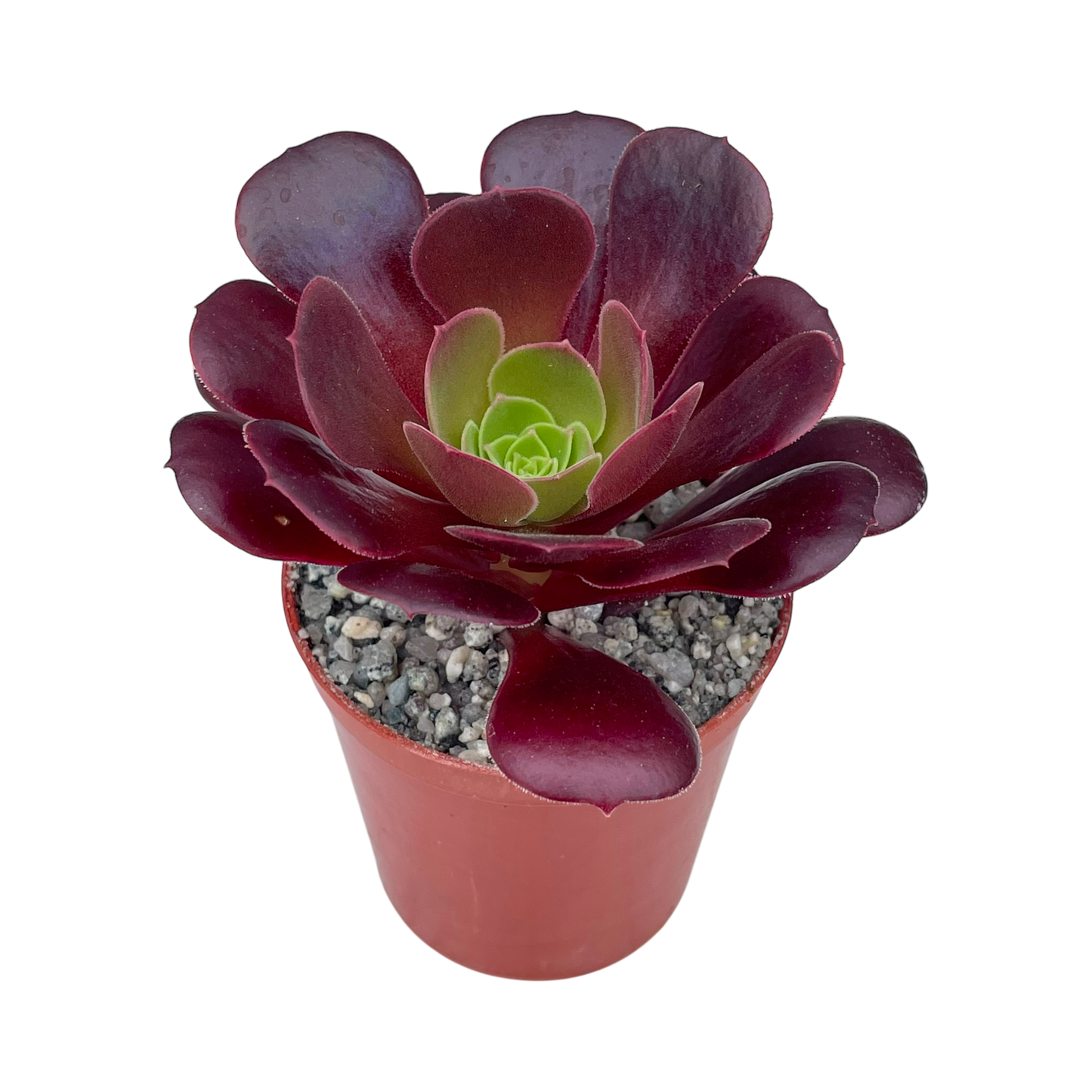 Aeonium 'Velour'