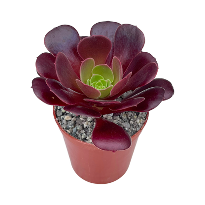 Aeonium 'Velour'