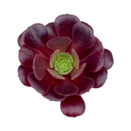 Aeonium 'Velour'