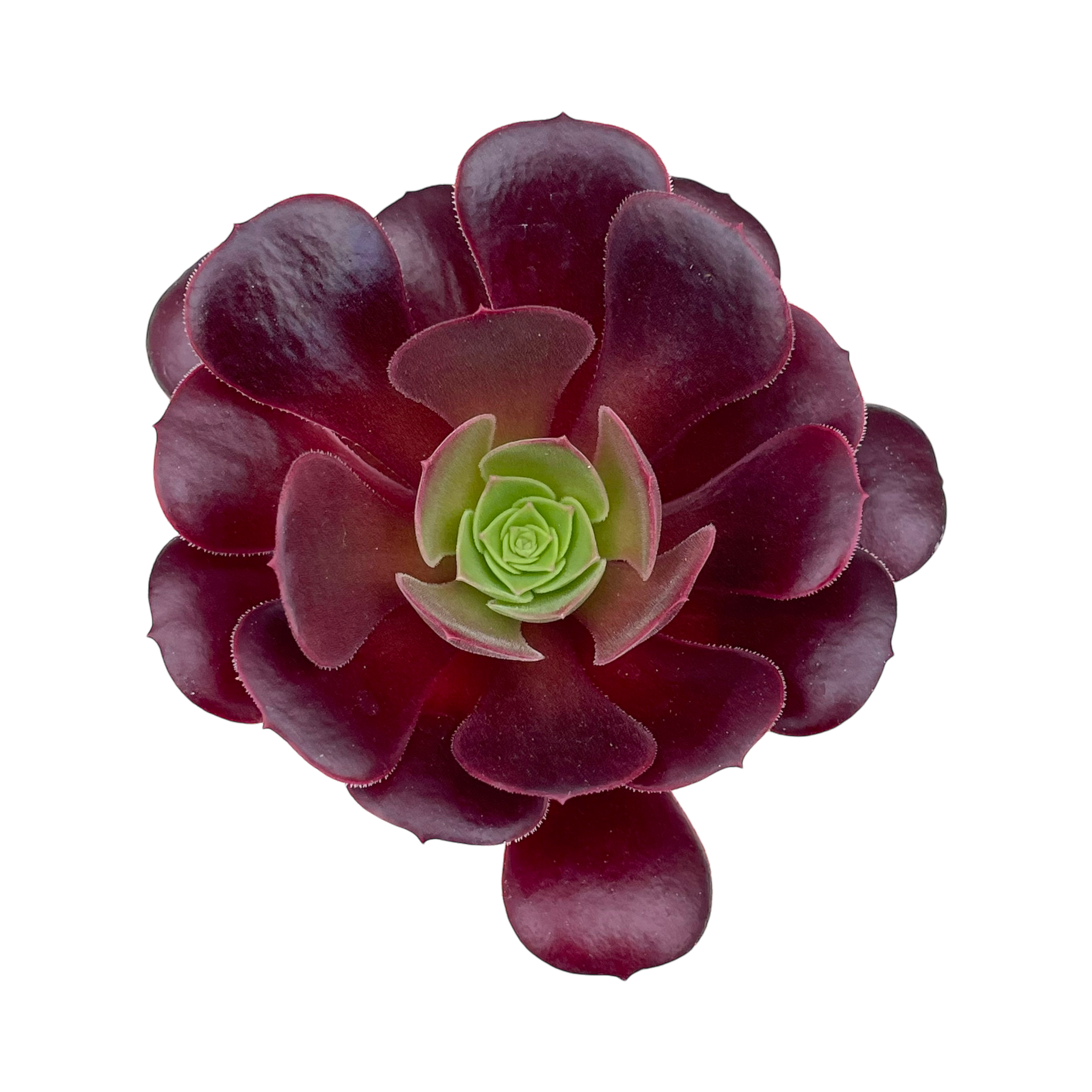 Aeonium 'Velour'