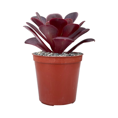 Aeonium 'Velour'