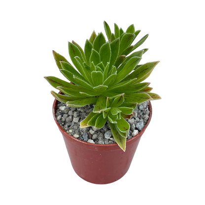 Aeonium x barbatum