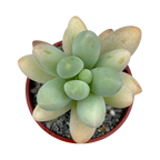 Pachyphytum oviferum x Sedum burrito