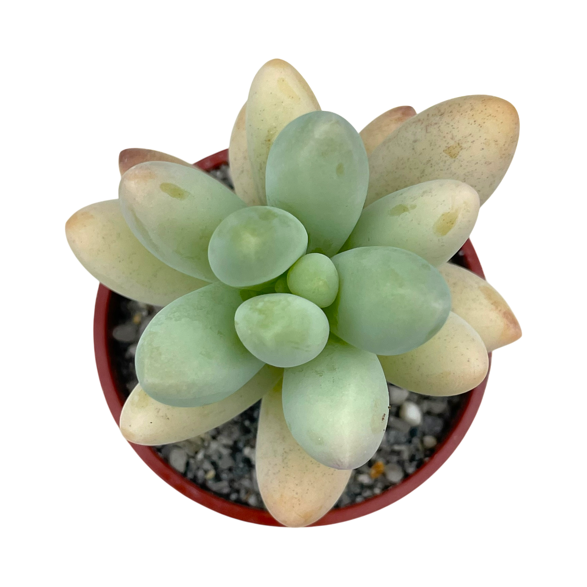 Pachyphytum oviferum x Sedum burrito